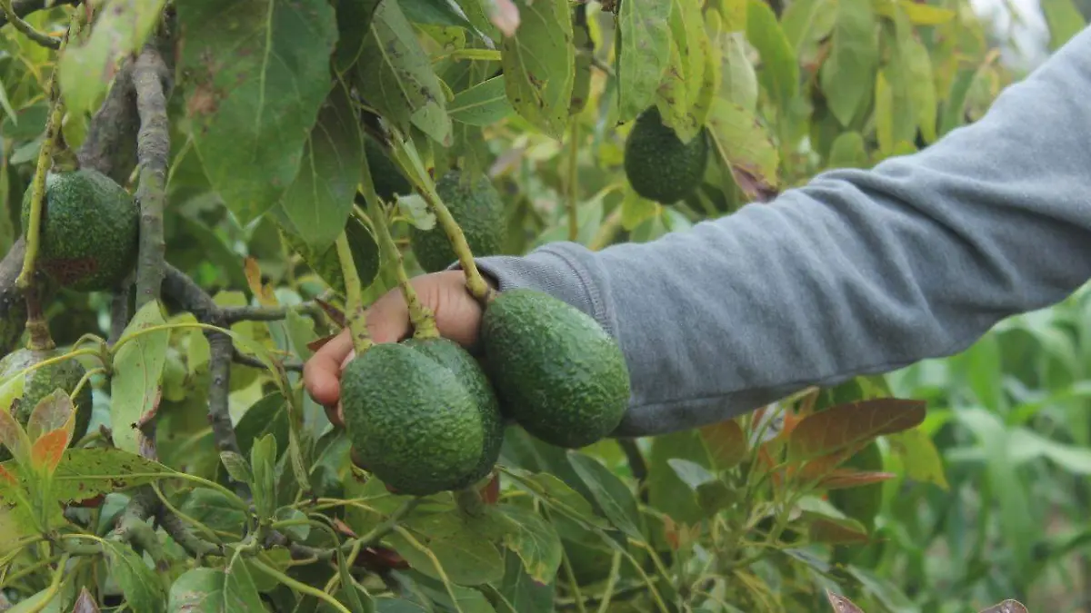 Aguacate en Puebla 3